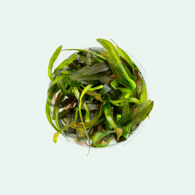 Shop Echinodorus Horemanii Red Aquatic Plants - Glass Aqua