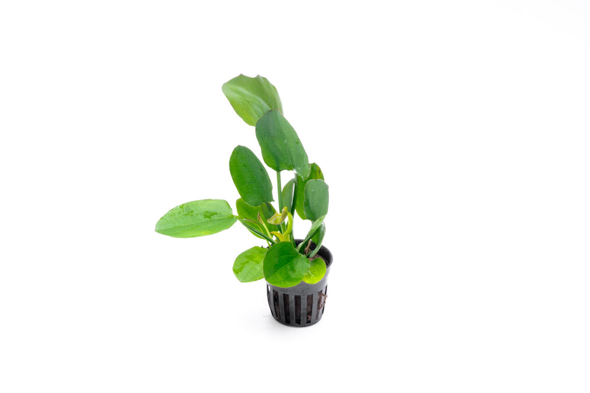 Echinodorus Horizontalis Live Aquarium Aquatic Plant - Glass Aqua