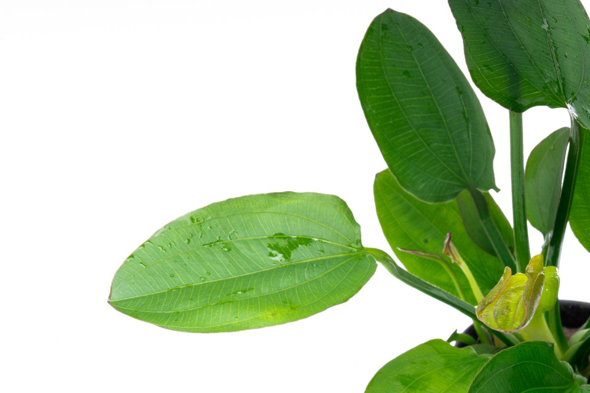 Echinodorus Horizontalis Live Aquarium Aquatic Plant - Glass Aqua