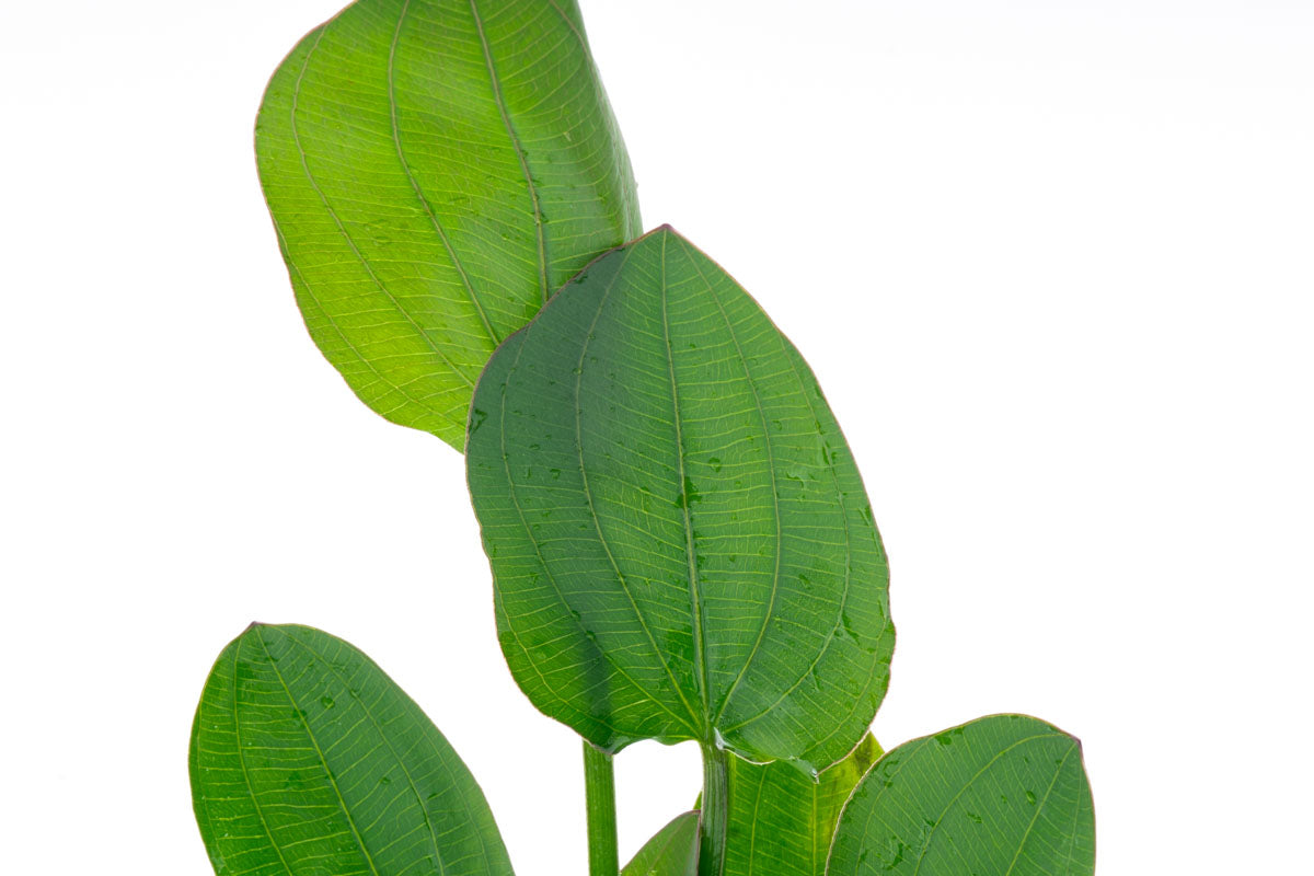 Echinodorus Horizontalis Live Aquarium Aquatic Plant - Glass Aqua