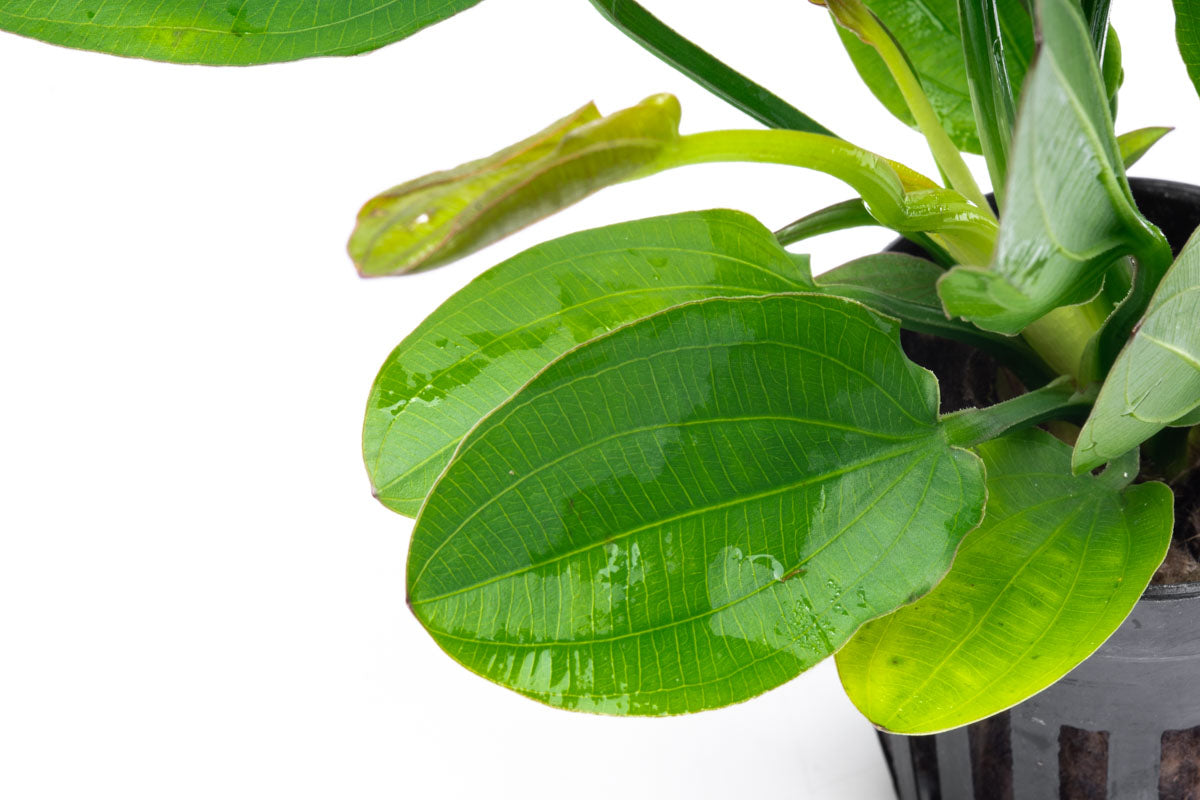 Echinodorus Horizontalis Live Aquarium Aquatic Plant - Glass Aqua