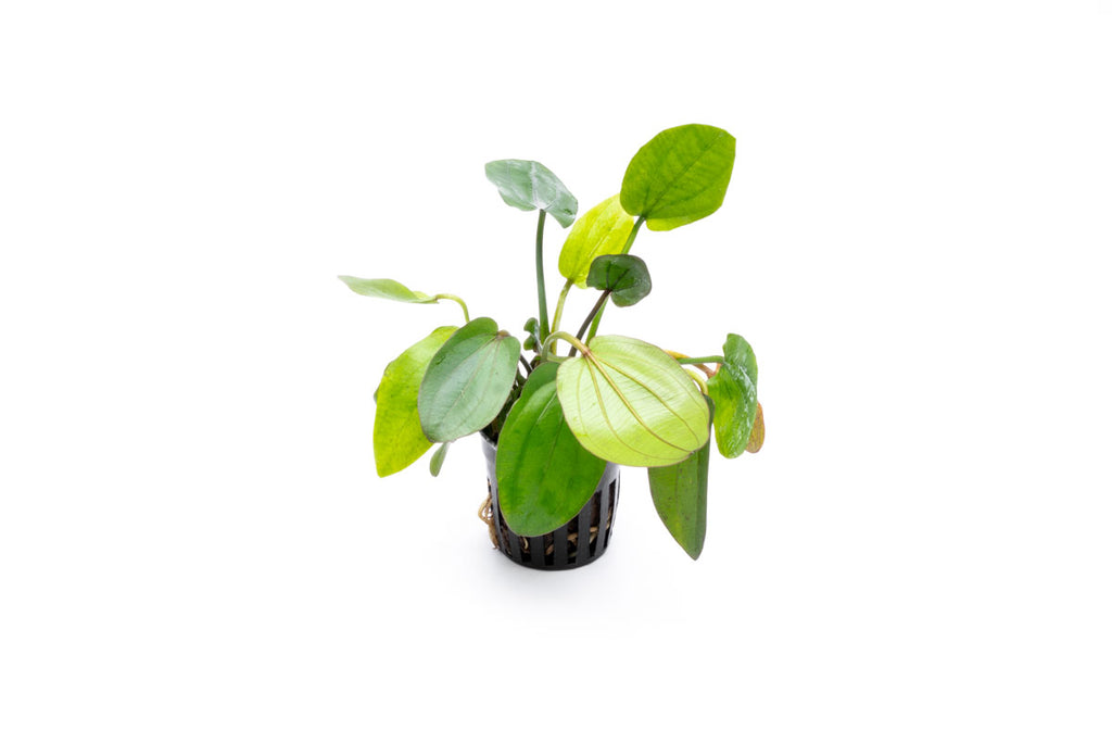 Echinodorus Horizontalis Variegated Live Aquarium Aquatic Plant - Glass Aqua