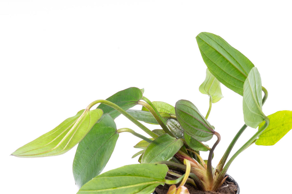 Echinodorus Horizontalis Variegated Live Aquarium Aquatic Plant - Glass Aqua