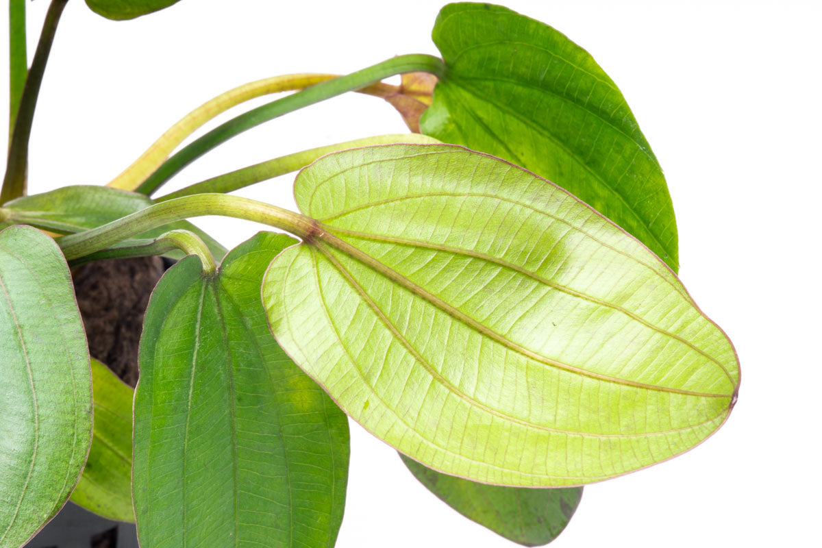 Echinodorus Horizontalis Variegated Live Aquarium Aquatic Plant - Glass Aqua