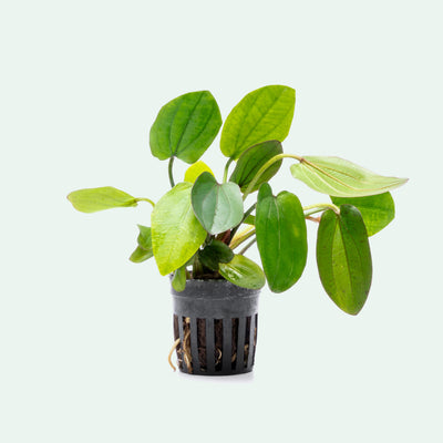 Echinodorus Horizontalis Variegated Live Aquarium Aquatic Plant - Glass Aqua