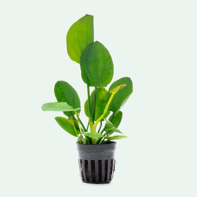 Echinodorus Horizontalis Live Aquarium Aquatic Plant - Glass Aqua