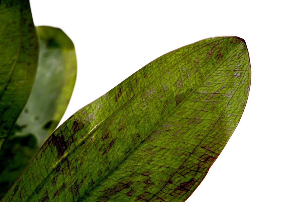 Echinodorus Leopard Amazon Sword | Easy Aquarium Plants - Glass Aqua