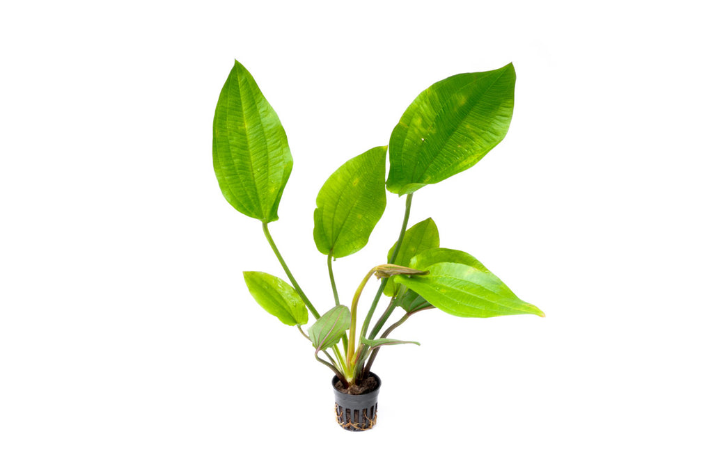 Echinodorus Macrophyllus Live Aquarium Aquatic Plant - Glass Aqua