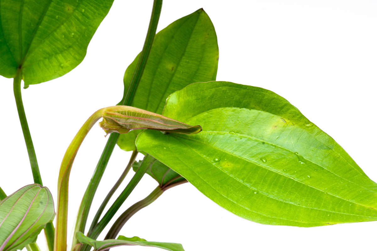 Echinodorus Macrophyllus Live Aquarium Aquatic Plant - Glass Aqua
