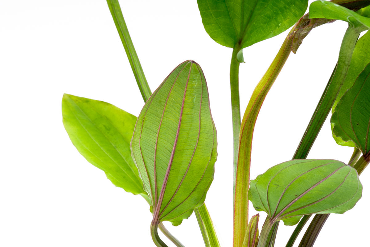 Echinodorus Macrophyllus Live Aquarium Aquatic Plant - Glass Aqua
