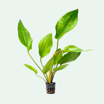 Echinodorus Macrophyllus Live Aquarium Aquatic Plant - Glass Aqua
