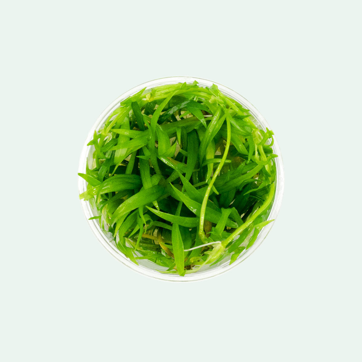 Shop Echinodorus Magdalenensis Aquatic Plants - Glass Aqua