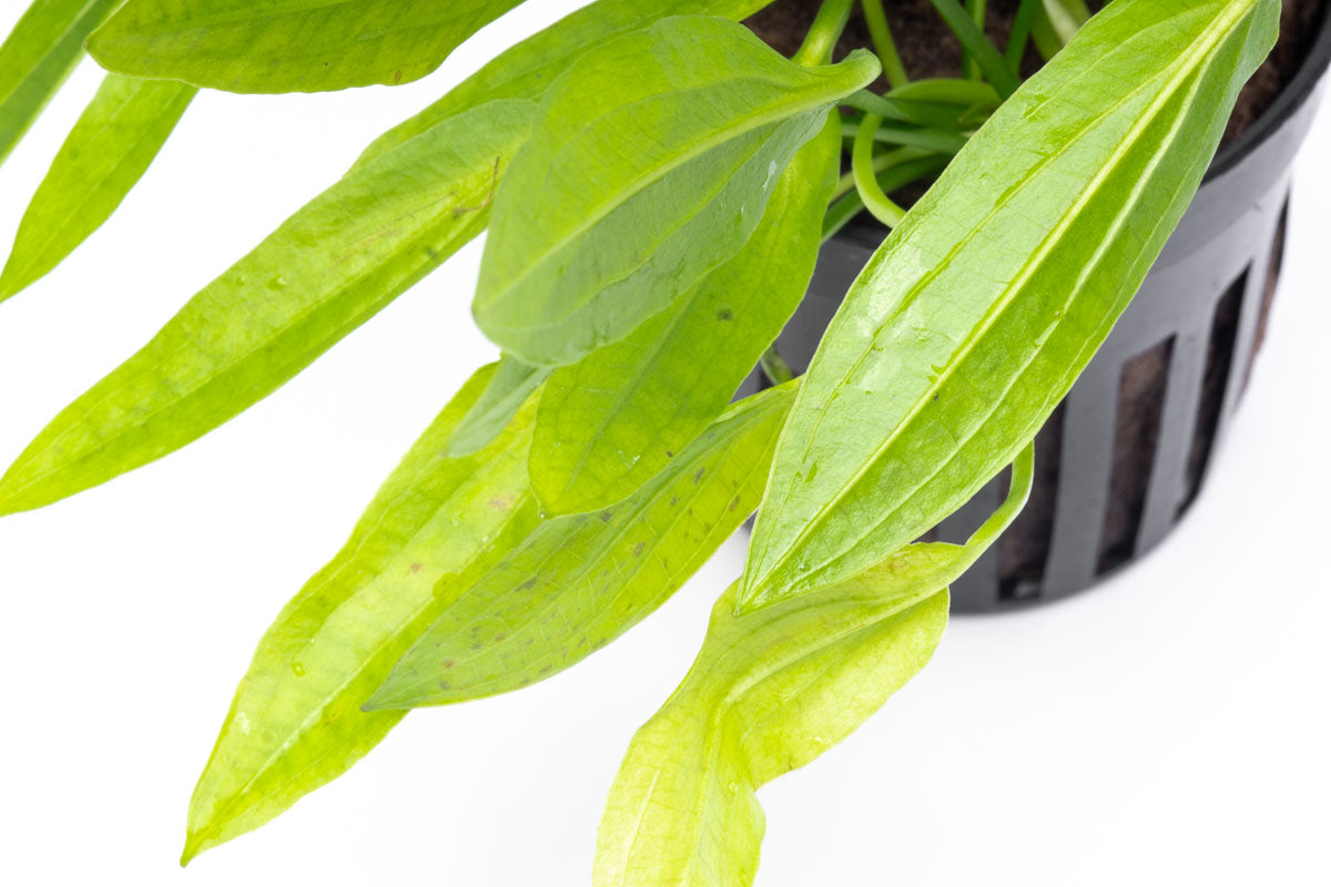 Echinodorus Ozelot Narrow Mini Live Aquarium Aquatic Plant - Glass Aqua