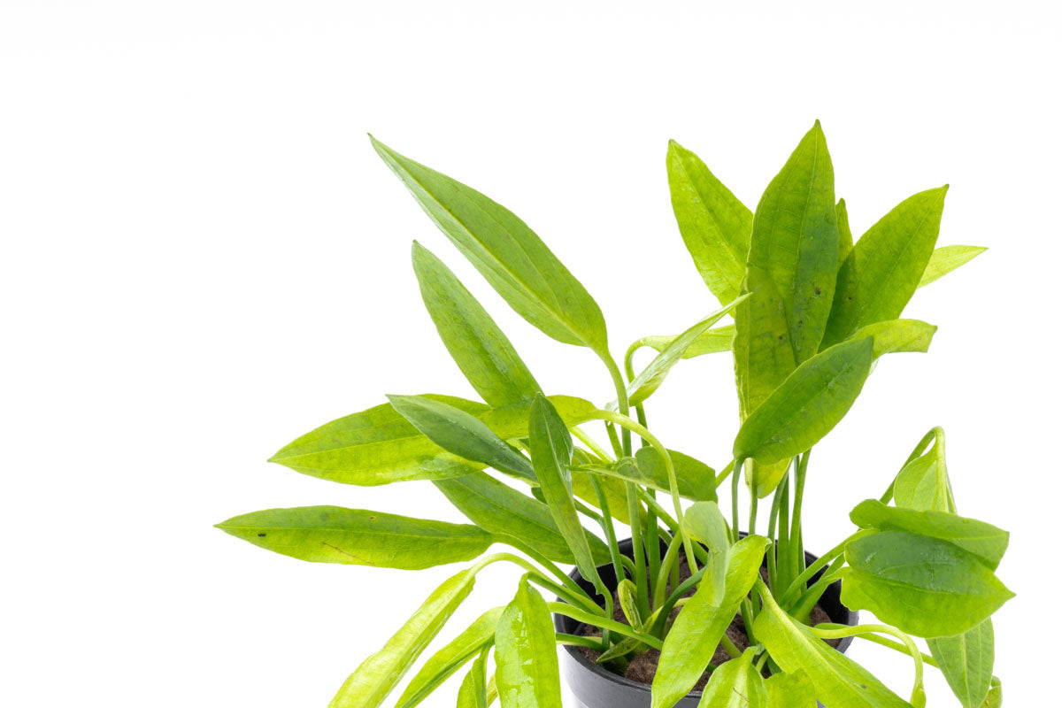 Echinodorus Ozelot Narrow Mini Live Aquarium Aquatic Plant - Glass Aqua