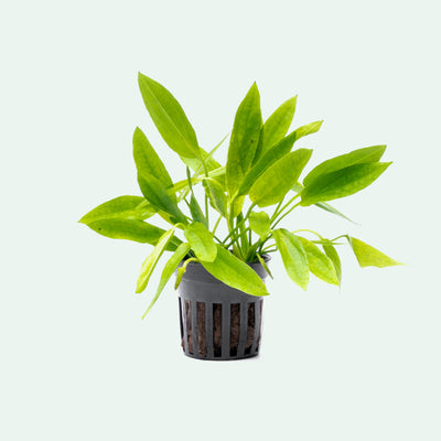 Echinodorus Ozelot Narrow Mini Live Aquarium Aquatic Plant - Glass Aqua