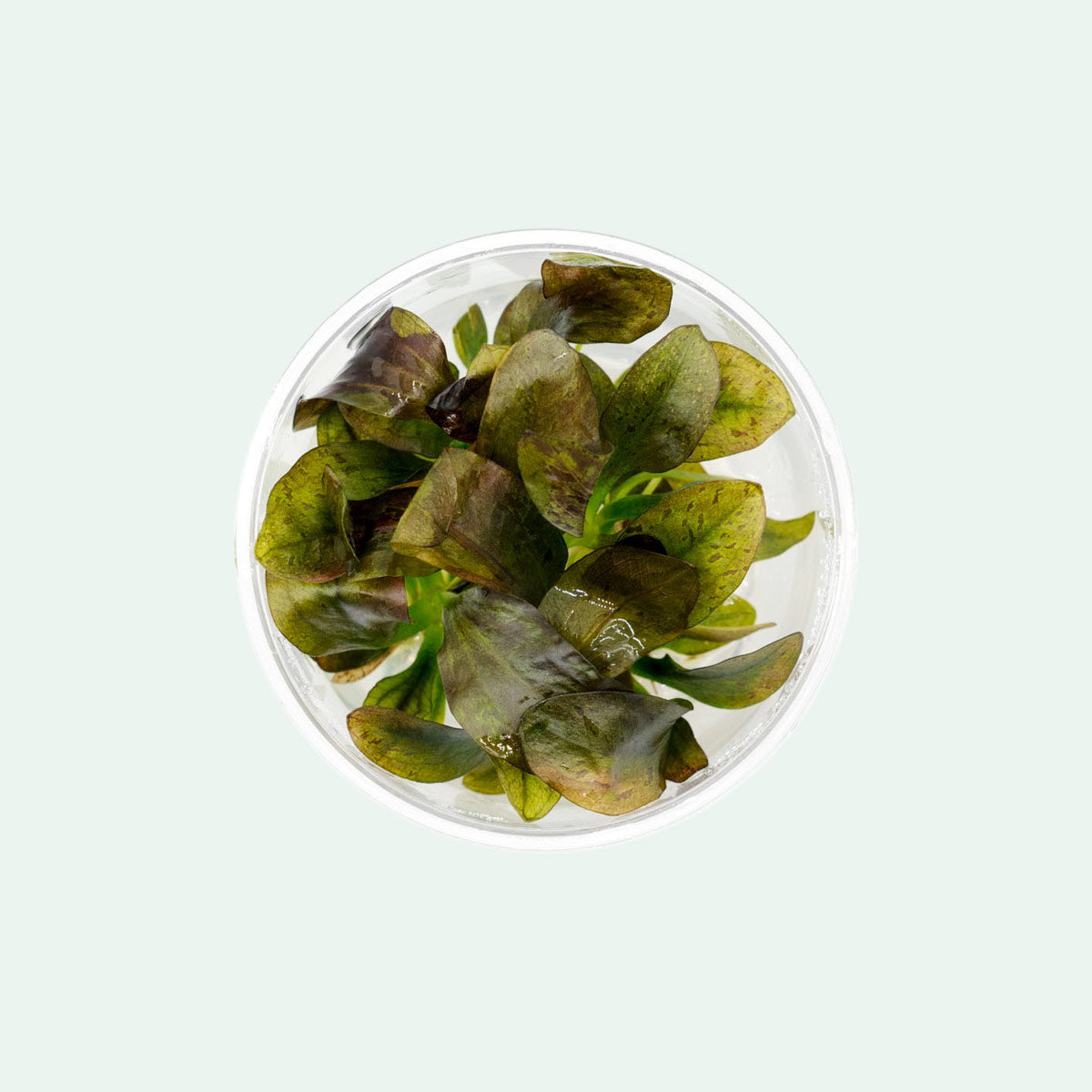 Shop Echinodorus Ozelot Red Aquatic Plants - Glass Aqua