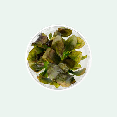 Shop Echinodorus Ozelot Red Aquatic Plants - Glass Aqua