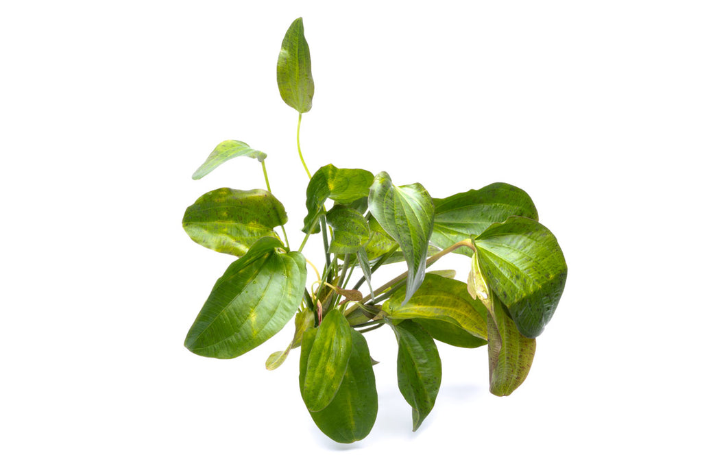 Echinodorus Paul Kloecker Live Aquarium Aquatic Plant - Glass Aqua