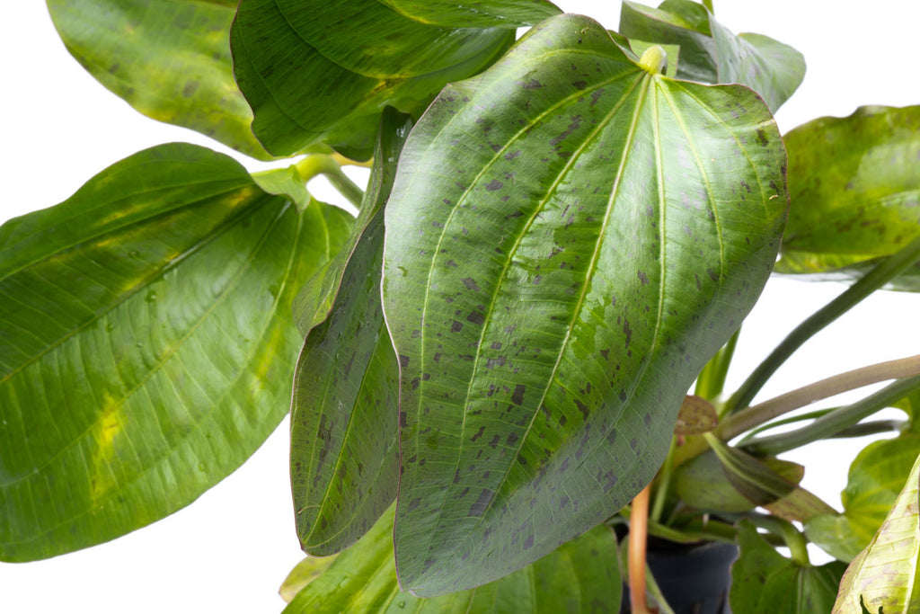 Echinodorus Paul Kloecker Live Aquarium Aquatic Plant - Glass Aqua