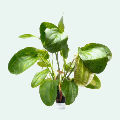 Echinodorus Paul Kloecker Live Aquarium Aquatic Plant - Glass Aqua