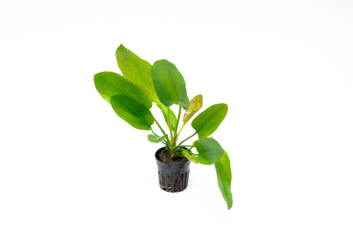 Echinodorus Python Live Aquarium Aquatic Plant - Glass Aqua