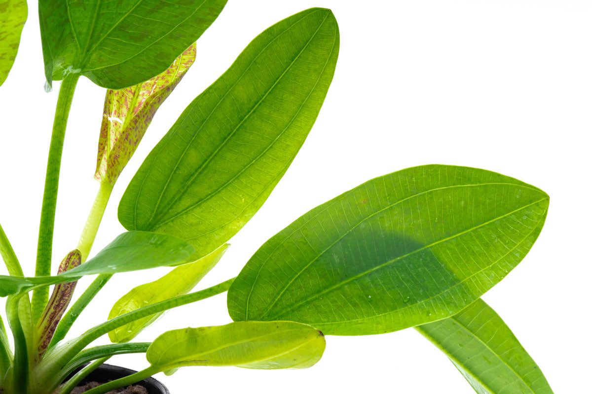 Echinodorus Python Live Aquarium Aquatic Plant - Glass Aqua