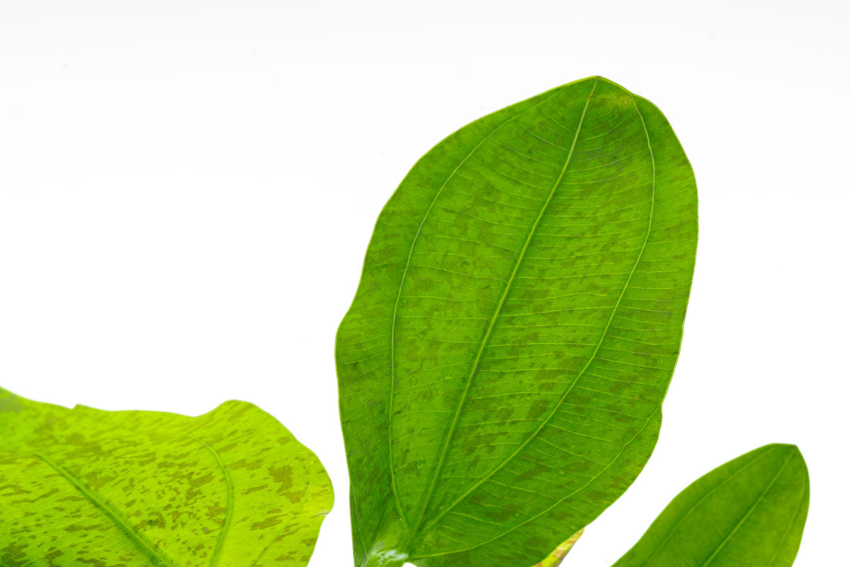 Echinodorus Python Live Aquarium Aquatic Plant - Glass Aqua