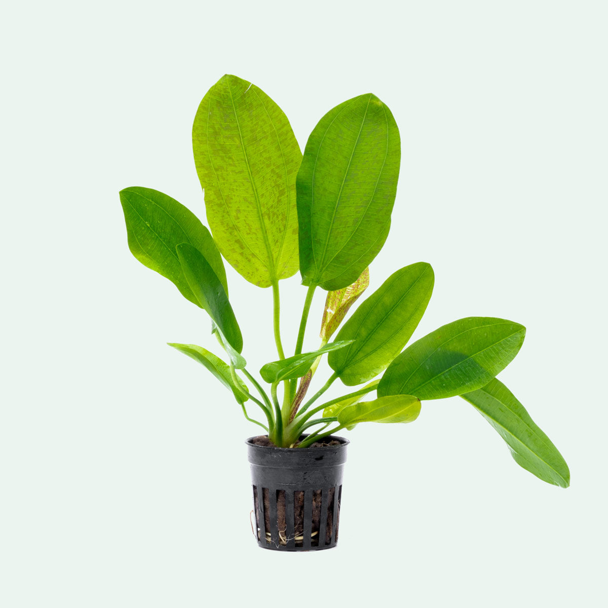 Aquatic Python's Echinodorus Python | Live Aquatic Amazon Sword Plant – Glass Aqua