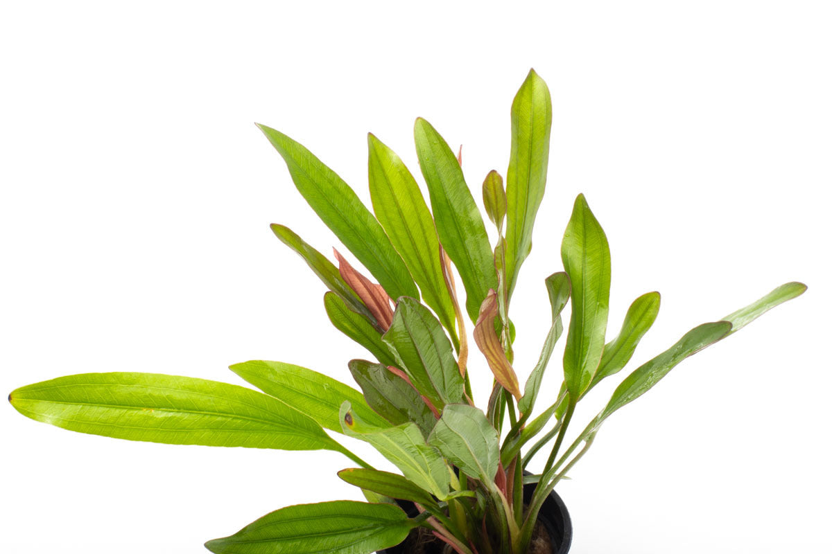 Echinodorus Red Devil Amazon Sword Live Aquatic Plant for Planted Tank