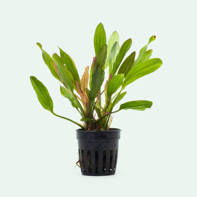 Echinodorus Red Devil Amazon Sword Live Aquatic Plant for Planted Tank