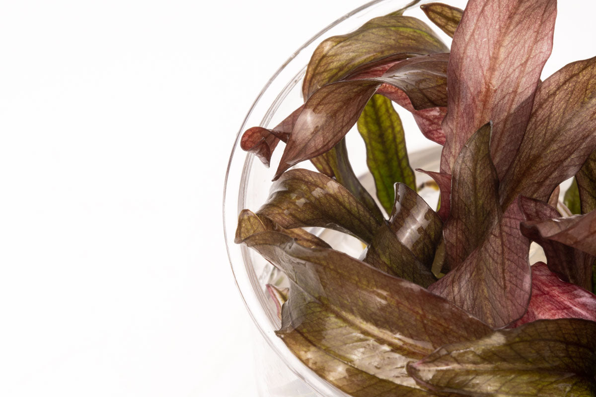 Echinodorus Red Diamond Tissue Culture Aquarium Plant for Planted Tank