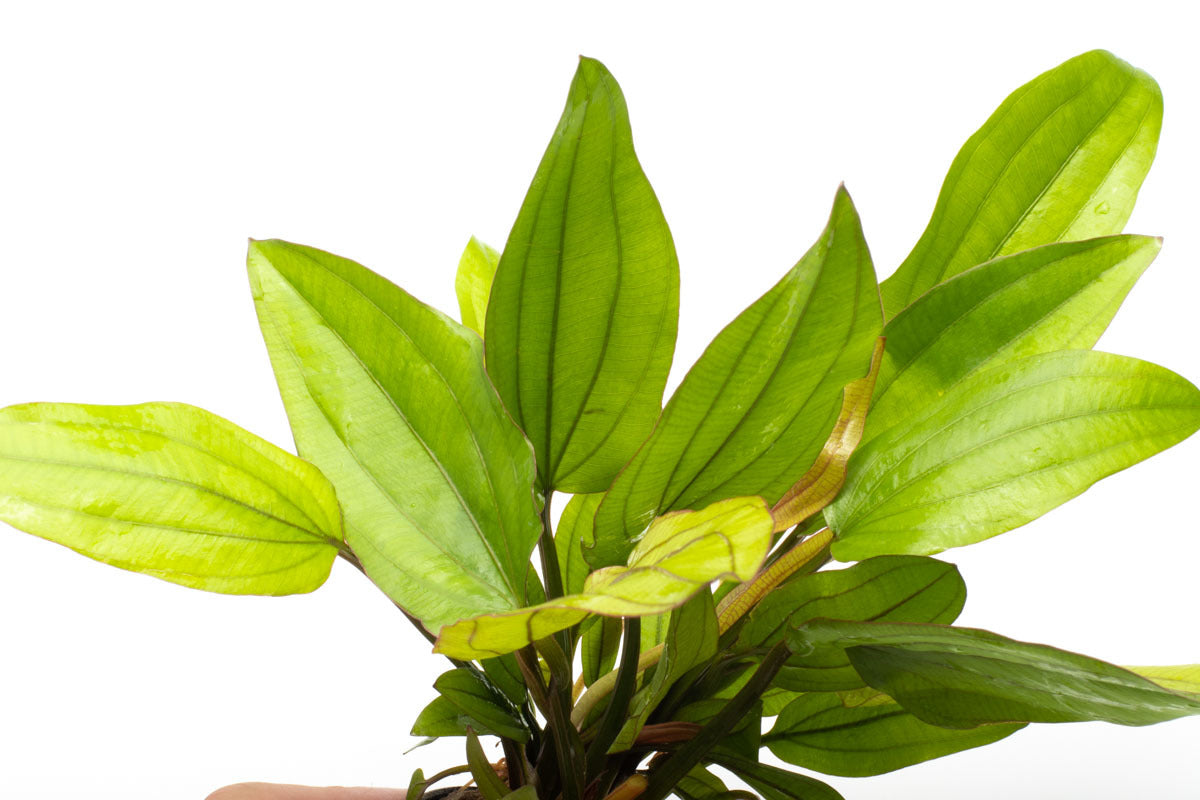 Echinodorus Red Wild Grass Amazon Sword Live Aquatic Plant for Planted Tank