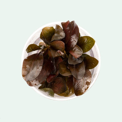 Echinodorus Reni Amazon Sword | Beginner Aquarium Plants - Glass Aqua