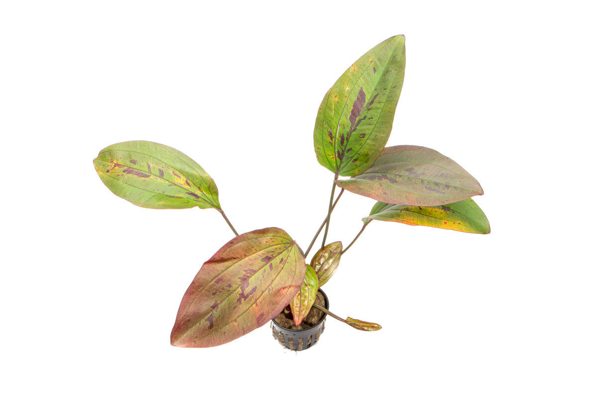 Echinodorus Ozelot Red Beginner Live Aquarium Plant for Planted Tank