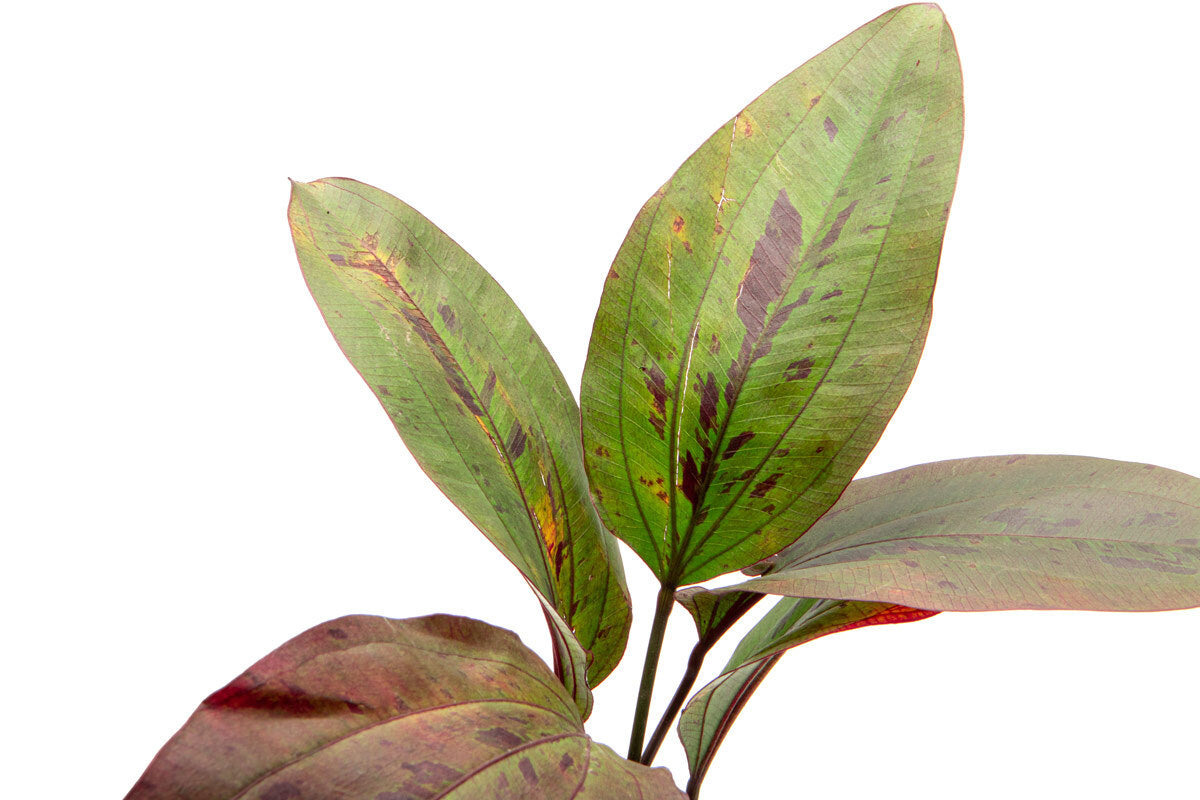 Echinodorus Ozelot Red Beginner Live Aquarium Plant for Planted Tank