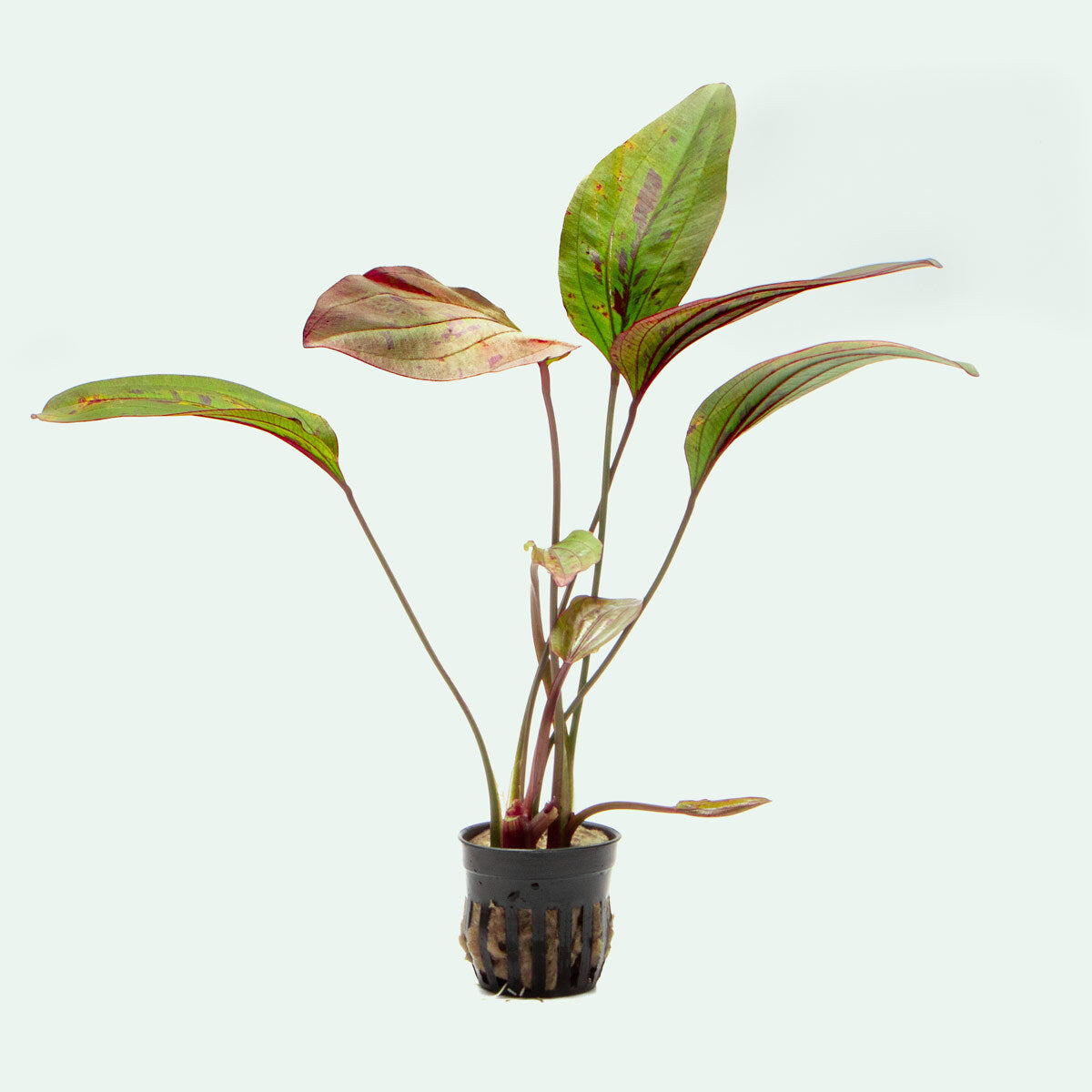 Echinodorus Ozelot Red Beginner Live Aquarium Plant for Planted Tank