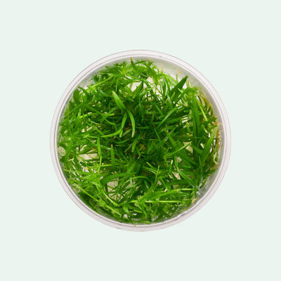 Echinodorus Tenellus - Glass Aqua