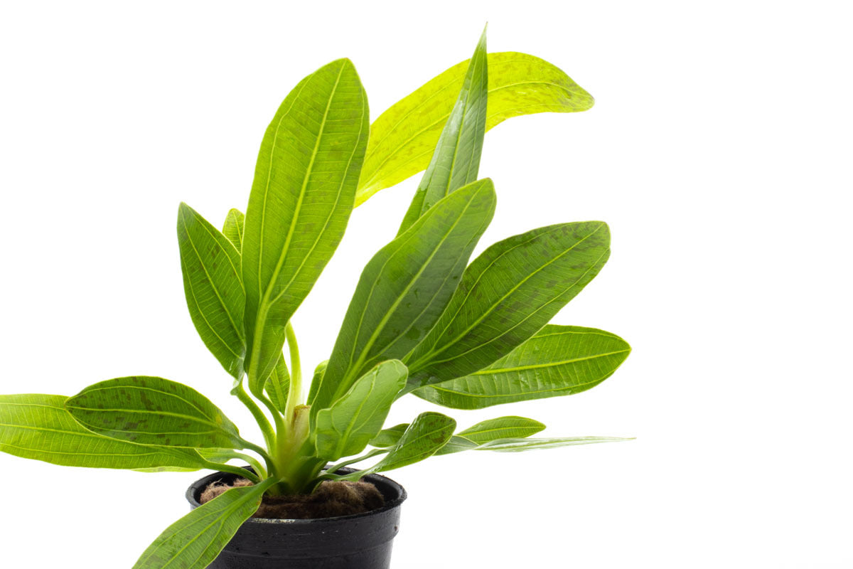 Echinodorus Uruguayensis Amazon Sword Aquatic Plant for Planted Tank