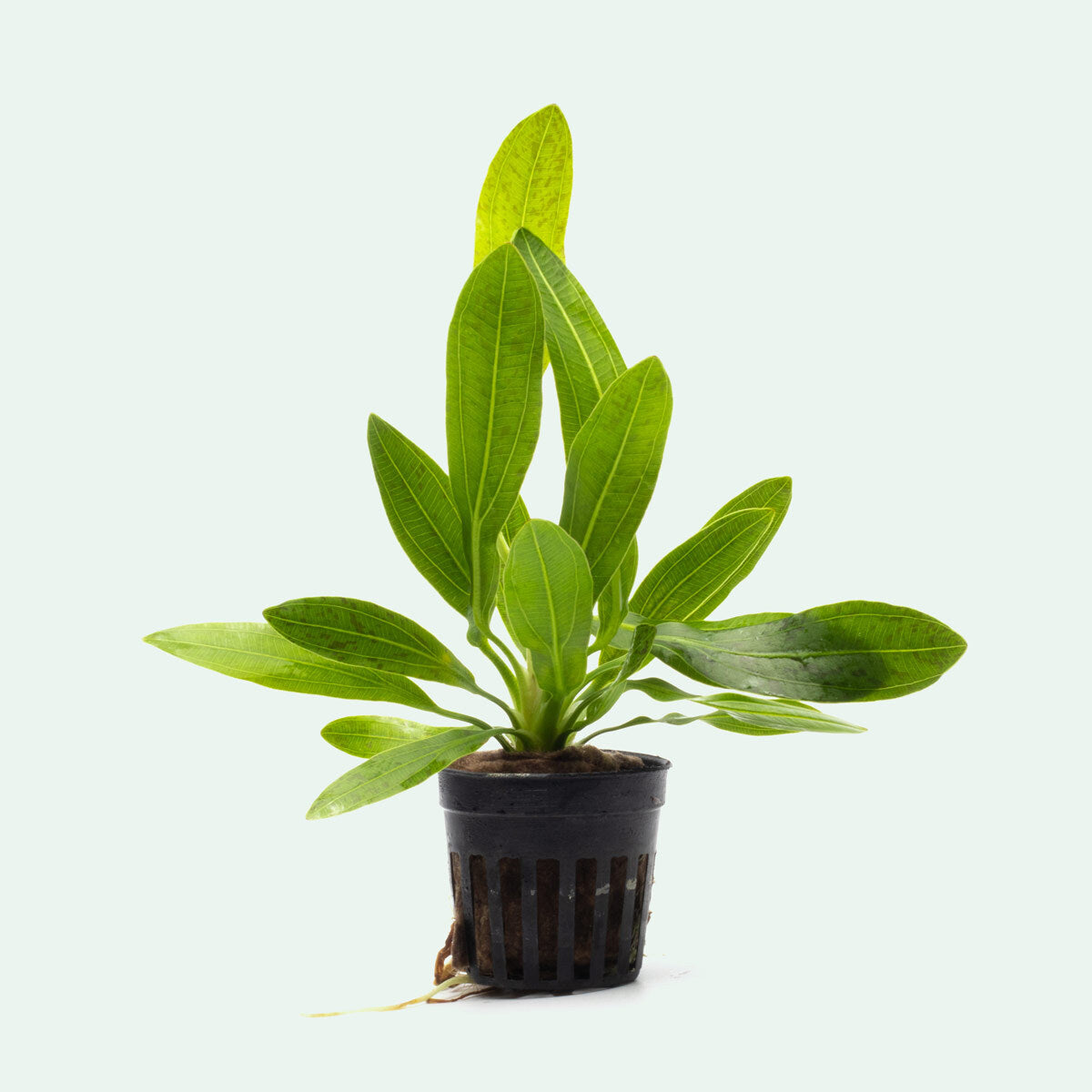 Echinodorus Uruguayensis Amazon Sword Aquatic Plant for Planted Tank