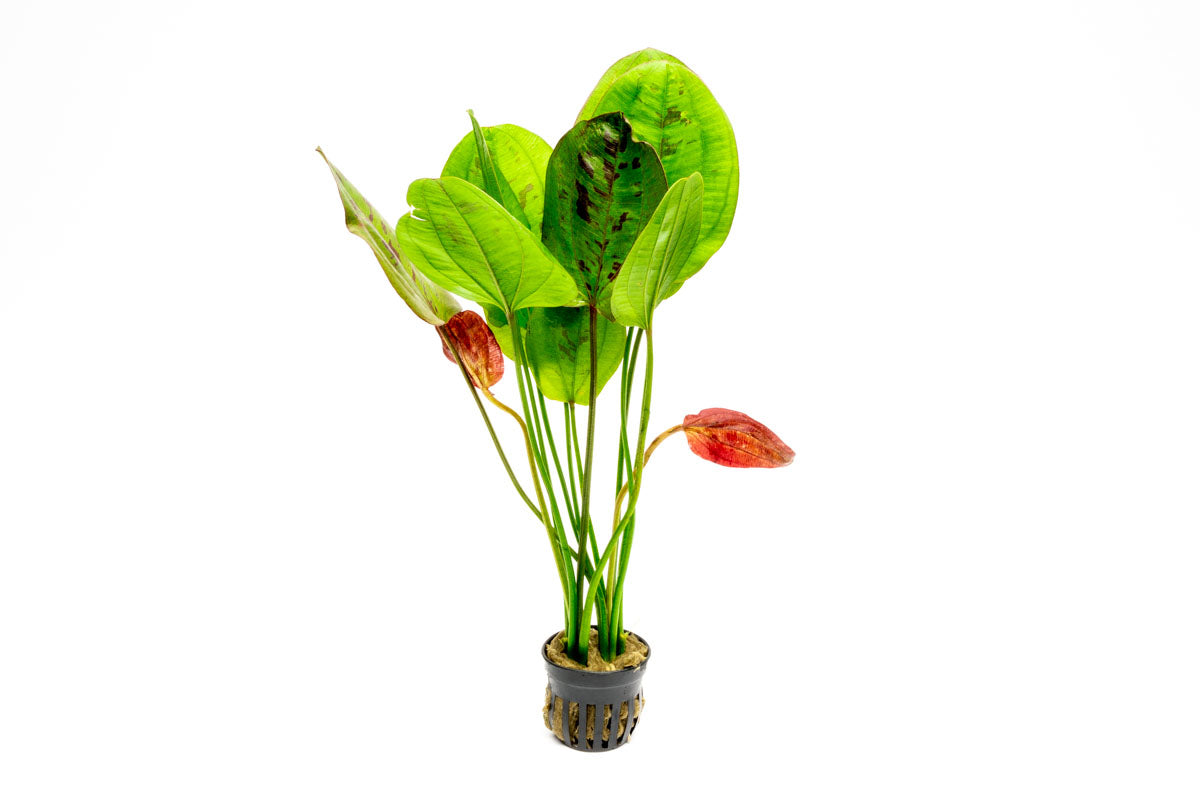 Echinodorus Yellow Sun Amazon Sword Easy Beginner Aquarium Plant