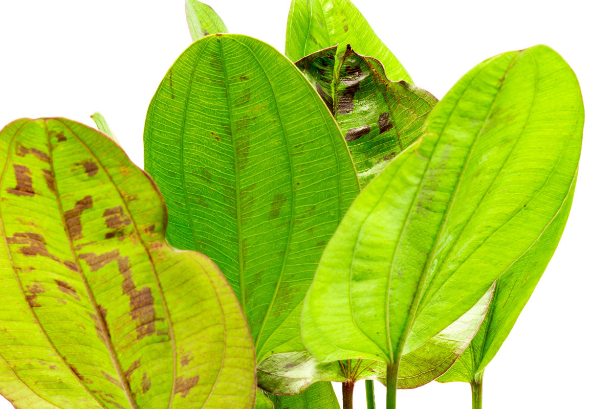Echinodorus Yellow Sun Amazon Sword Easy Beginner Aquarium Plant