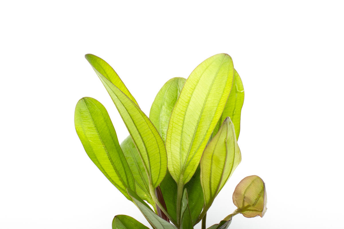 Echinodorus Chameleon Amazon Sword Live Aquatic Plant for Planted Tank