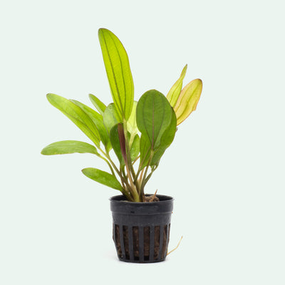 Echinodorus Chameleon Amazon Sword Live Aquatic Plant for Planted Tank