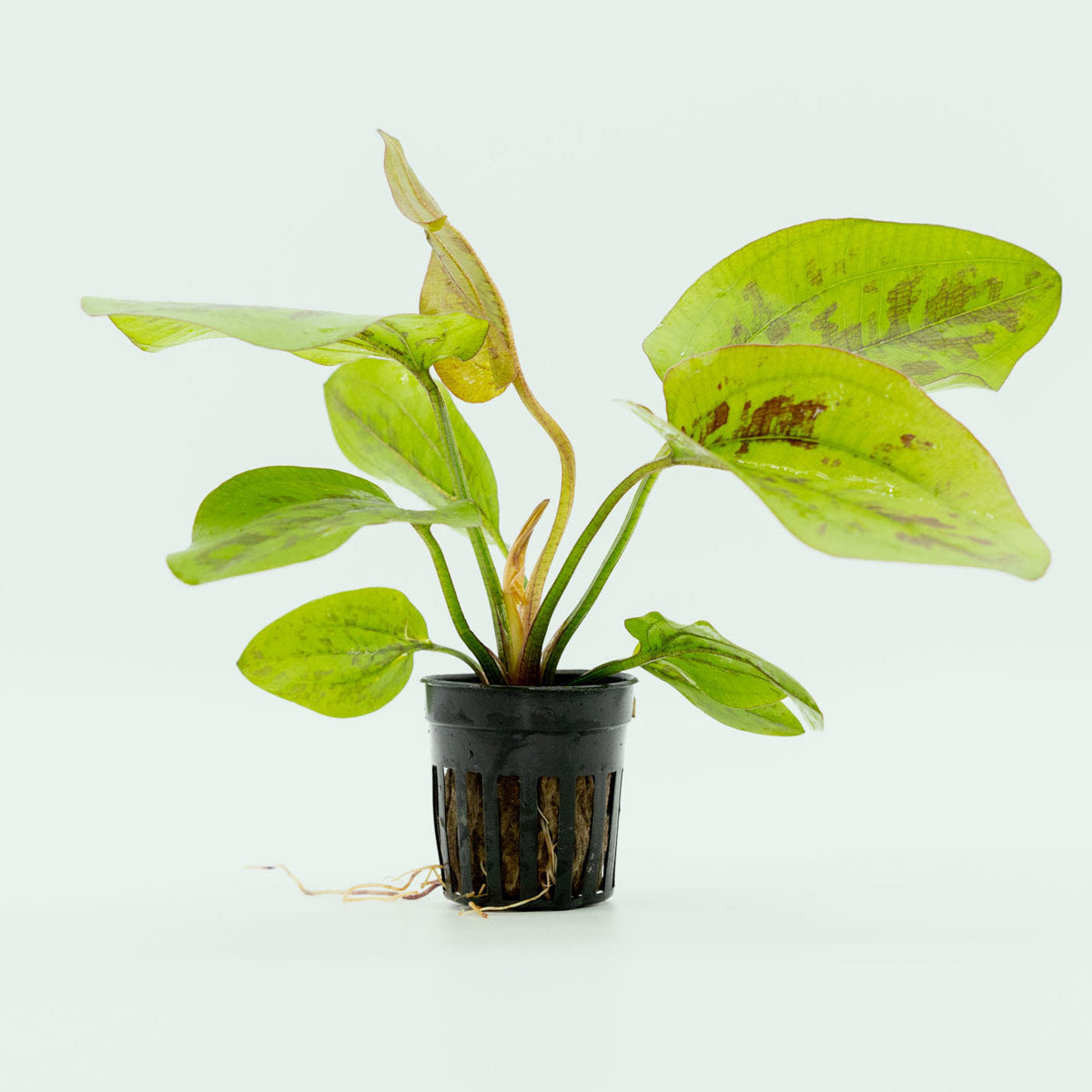 Shop Echinodorus Chocolate Marble Aquatic Plants - Glass Aqua