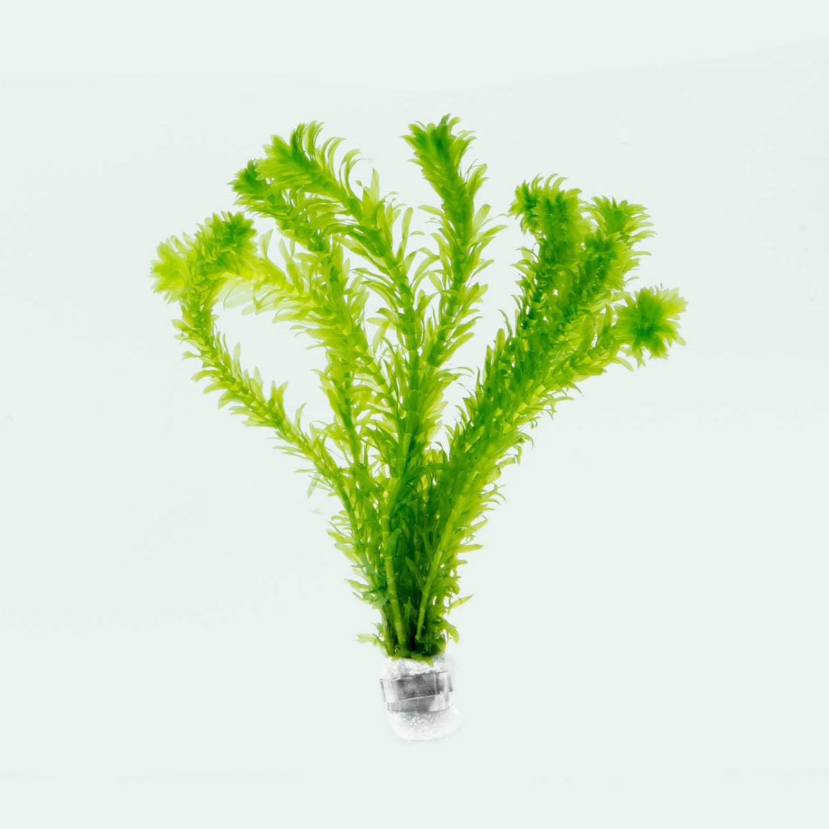 Egeria Densa Easy Aquarium Plant for Freshwater Tank | Glass Aqua