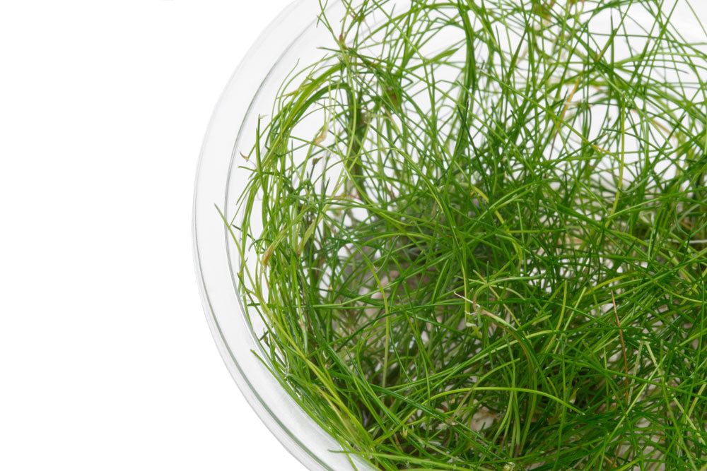 Eleocharis Vivipara Tissue Culture Aquarium Plant - Shop Glass Aqua