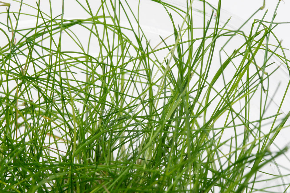 Eleocharis Vivipara Tissue Culture Aquarium Plant - Shop Glass Aqua