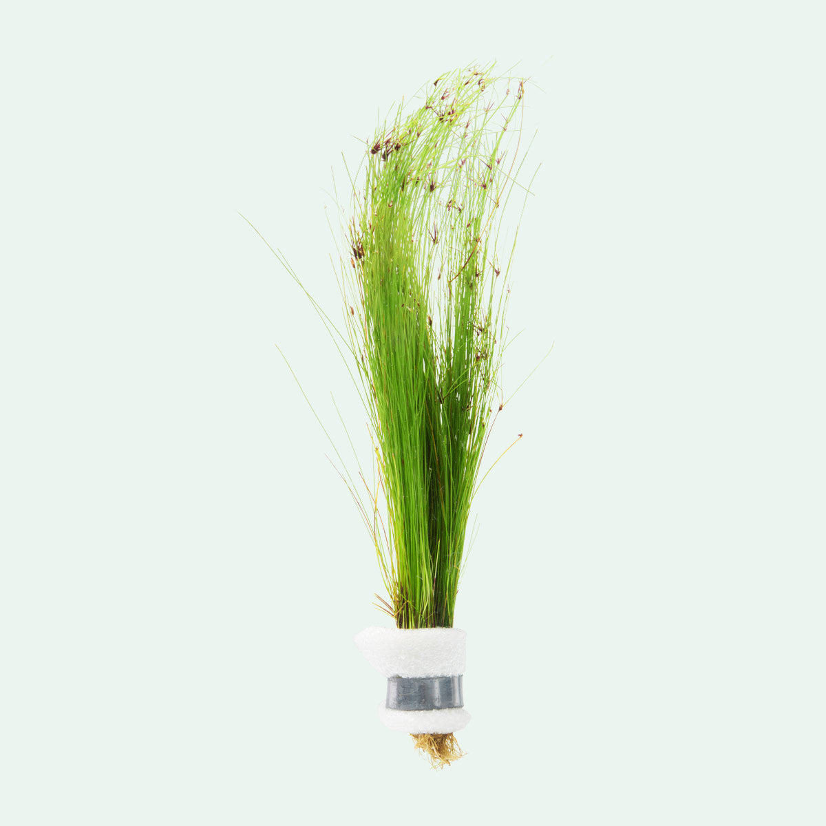 Eleocharis Vivipara - Glass Aqua