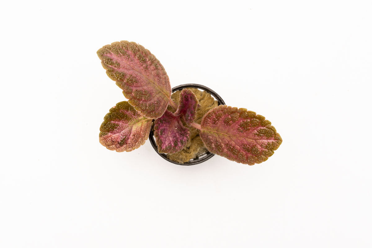 Episcia Cupreata Flame Flower Terrarium House Plant