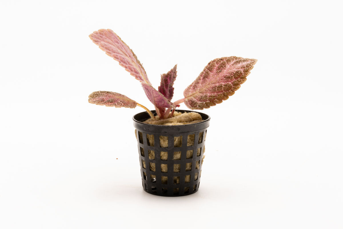 Episcia Cupreata Flame Flower Terrarium House Plant